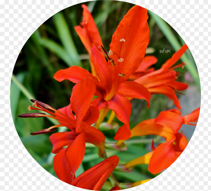 Montbretia Canna Amaryllis Coppertips PNG