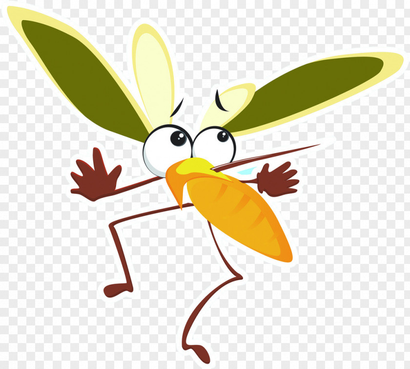 Mosquito Fly Cartoon PNG