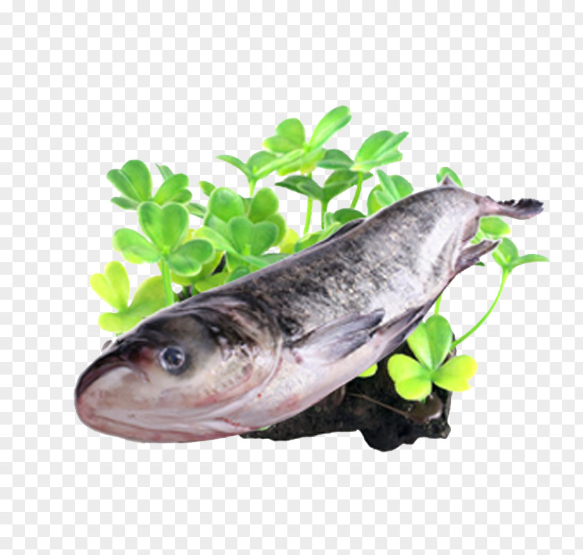 Beautiful Flower Silver Carp Photography Common Euclidean Vector PNG