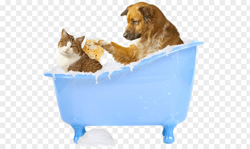 Cat Dog Grooming Pet Veterinarian Pug PNG