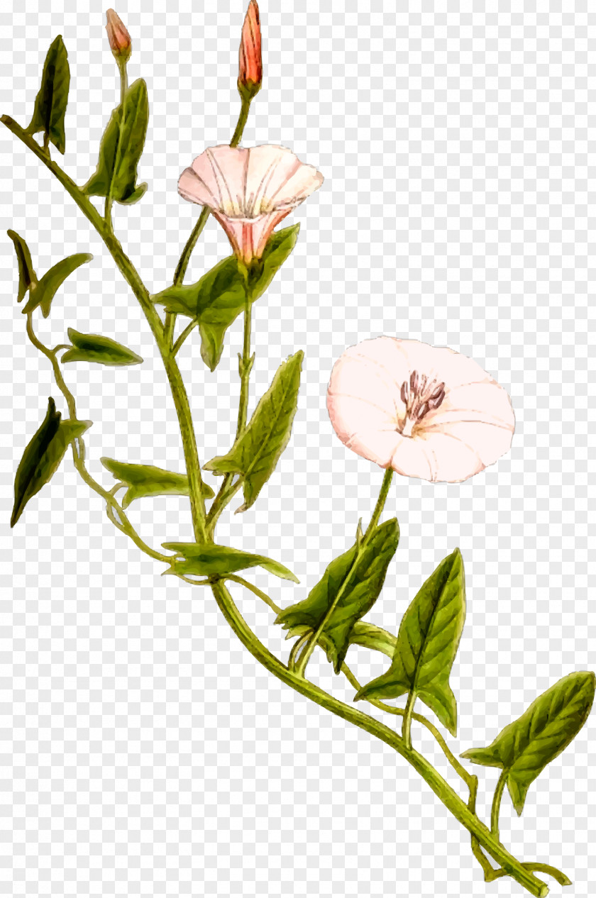 European Flower Vine Field Bindweed Plant Stem PNG