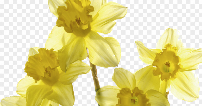 Flower Wild Daffodil Jonquil Poet's Narcissus PNG