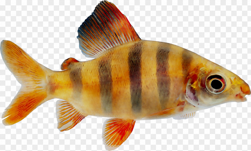 Goldfish Feeder Fish Freshwater Aquarium PNG