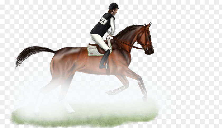 Mustang Hunt Seat Stallion Rein Dressage PNG