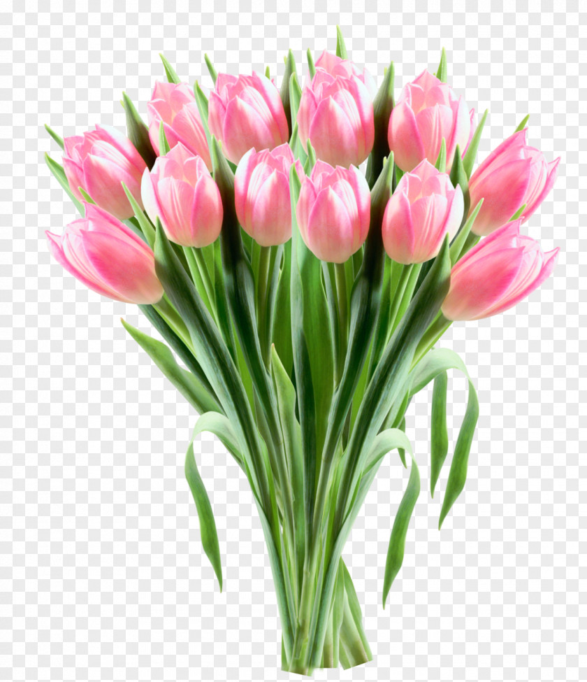 Pink Tulips Transparent Clipart Picture Tulip Flower Clip Art PNG
