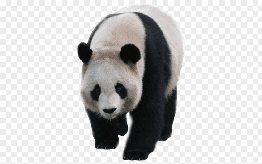 Bear Giant Panda Red T-shirt PNG