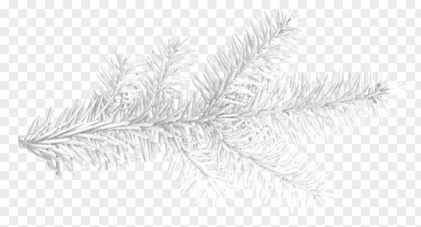 Bushes Drawing Spruce Fir Tree Conifers PNG