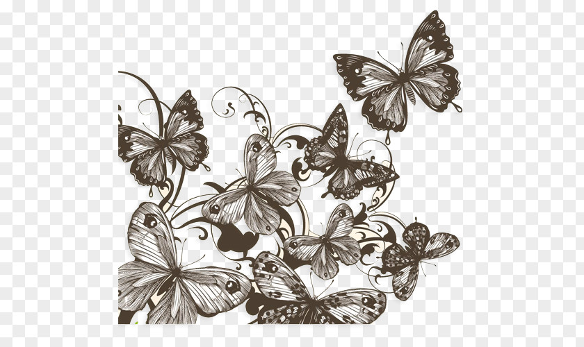Butterfly Sketch Drawing Photography Shutterstock PNG