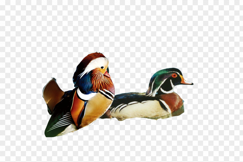 Mandarin Duck Qixi Festival Valentines Day Poster Eurasian Magpie PNG