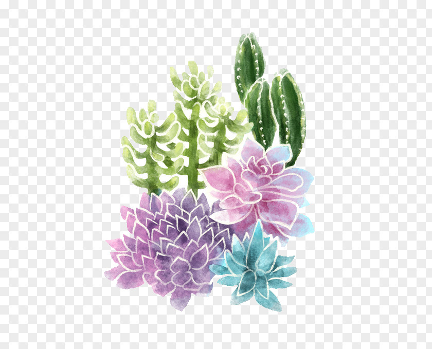 Plant Succulent Cactaceae Cacti And Succulents PNG