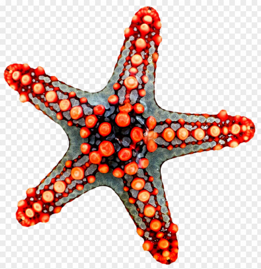 Starfish Amazing Dive Art 51 Scuba Seashell PNG