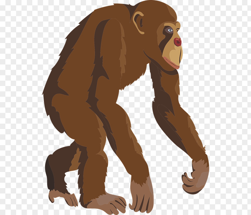 T-shirt Chimpanzee Primate Ape Monkey PNG