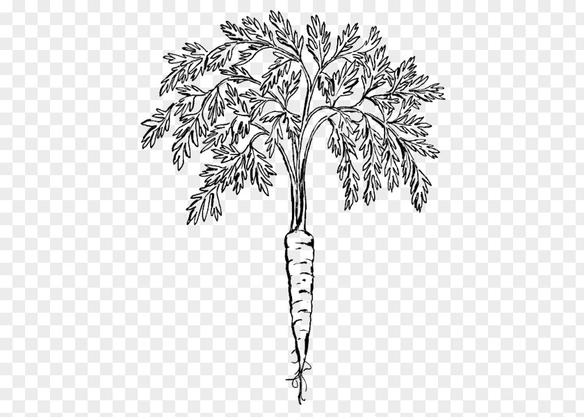 Carrot Plant Clip Art PNG