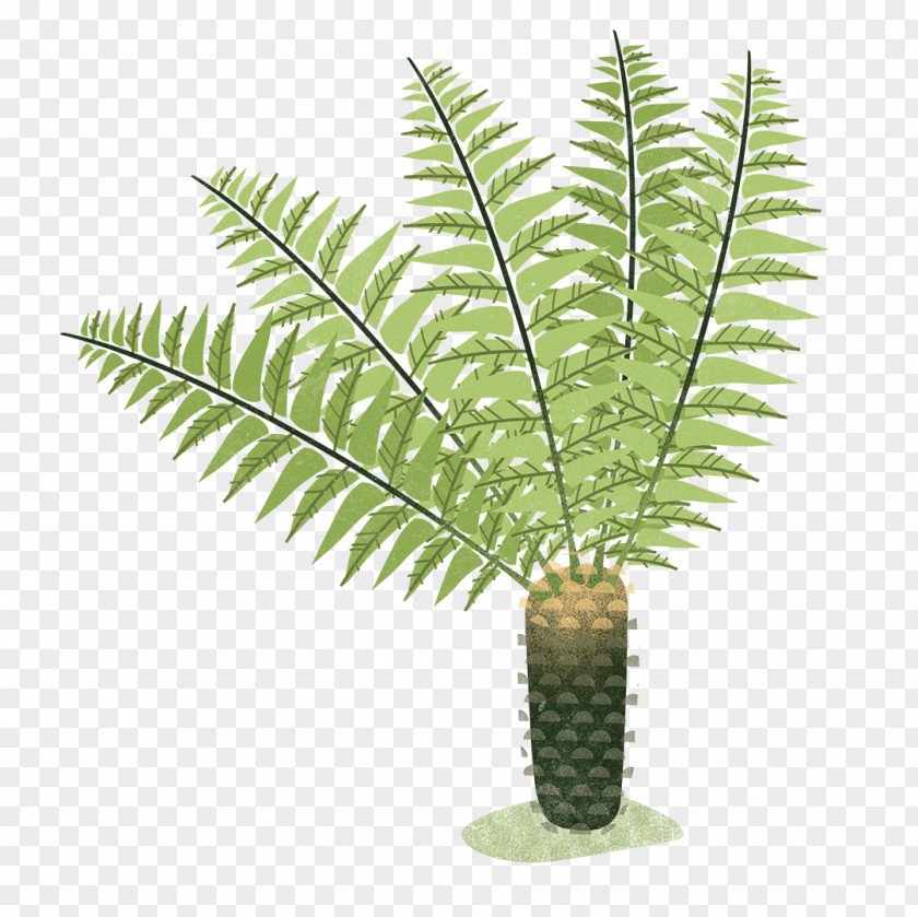 Fern Clip Art Image Transparency PNG