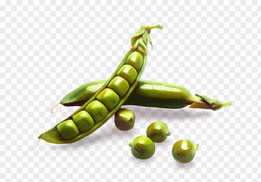 Green Bean Legume Family Snow Background PNG