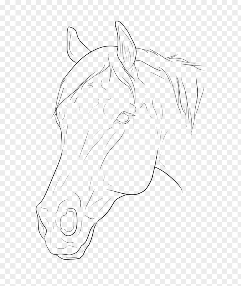 Mustang Halter Pony Snout Rein PNG