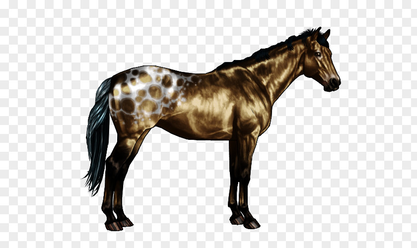 Spotted Appaloosa Roan Chestnut Horse Markings Equine Coat Color PNG