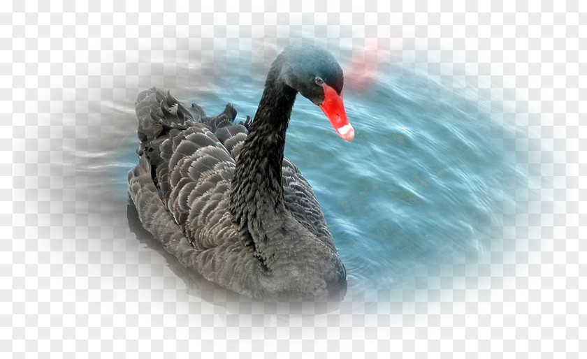 Bird Water Black Swan Feather White PNG