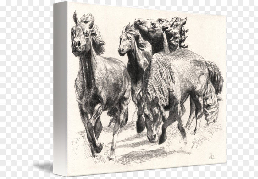 David Blaine Mustangs At Las Colinas The Of Canvas Print Drawing PNG