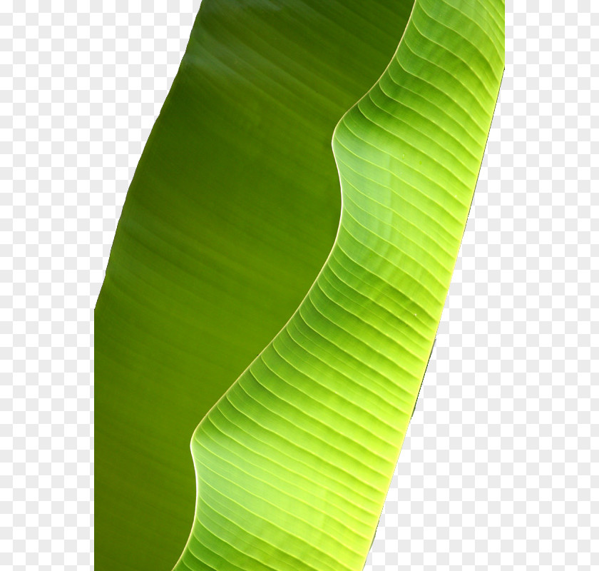 Green Banana Leaves Decorated PNG banana leaves decorated clipart PNG