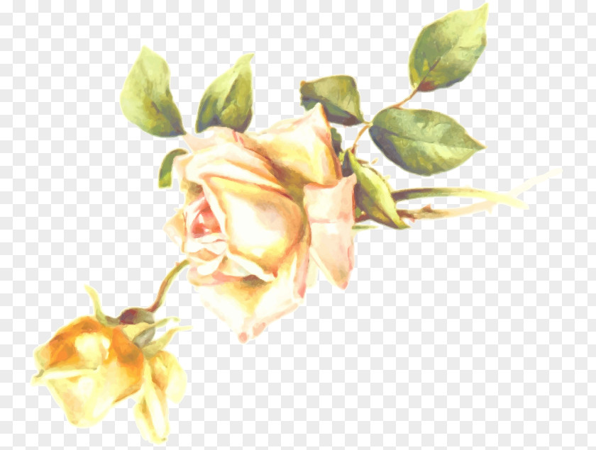 Leaves Garden Roses Flower Clip Art PNG