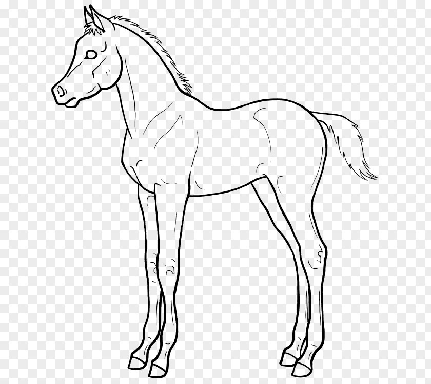 Painting Mule Arabian Horse Line Art Foal Drawing PNG