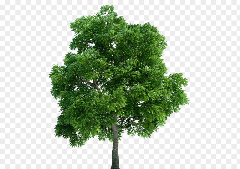 Plant Architectural Rendering 3D Computer Graphics Tree Architecture PNG