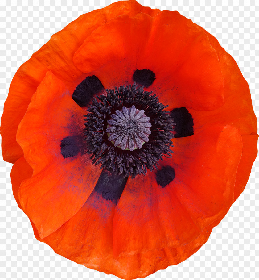 Tiff Common Poppy Clipping Path Photography PNG