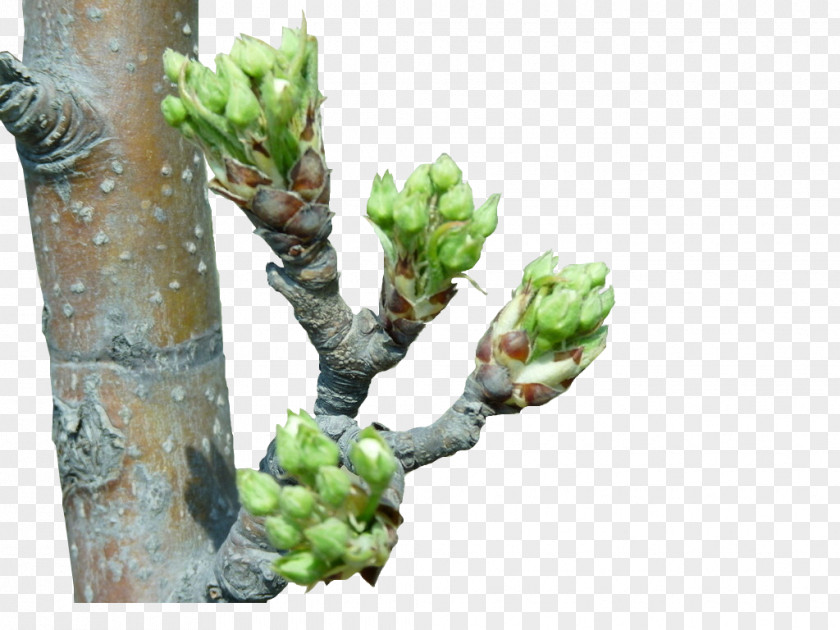 Apple Bud Trunk PNG