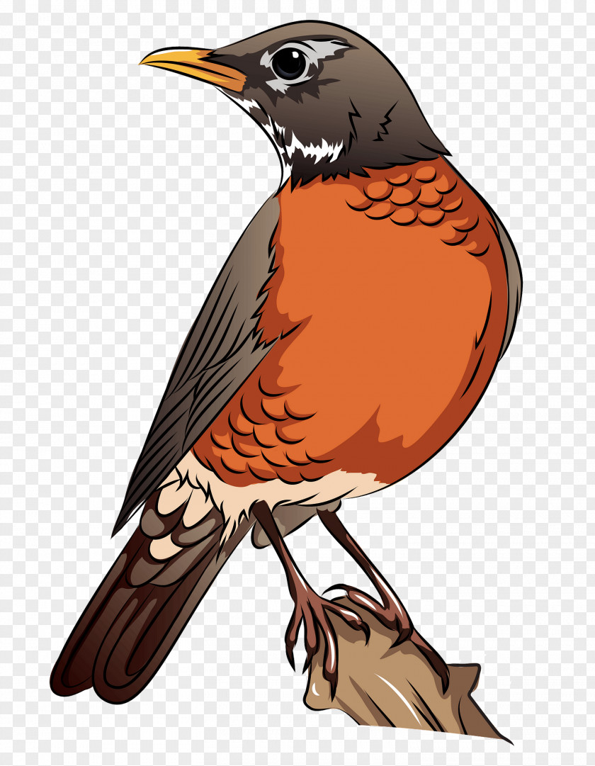 Bird Beak Robin Songbird Perching PNG