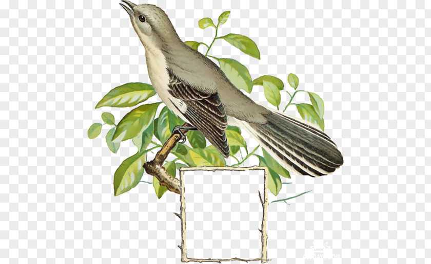 Bird Common Nightingale Clip Art PNG