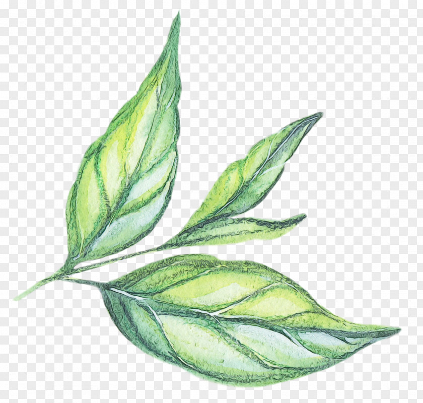 Flowering Plant Flower Leaf PNG