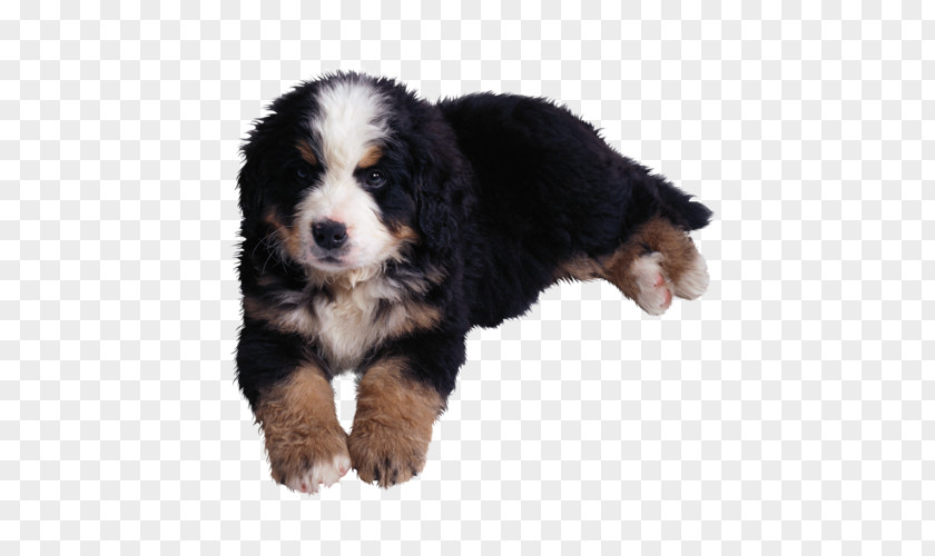 Puppy Bernese Mountain Dog Rottweiler Horoscope Aries PNG