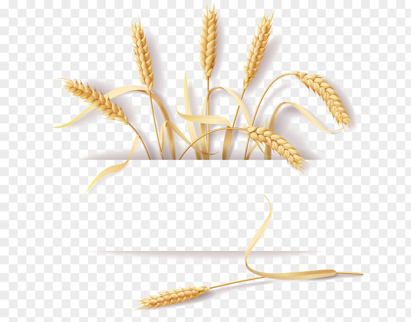 Wheat Straw Design Material Common Cereal Ear Rye PNG