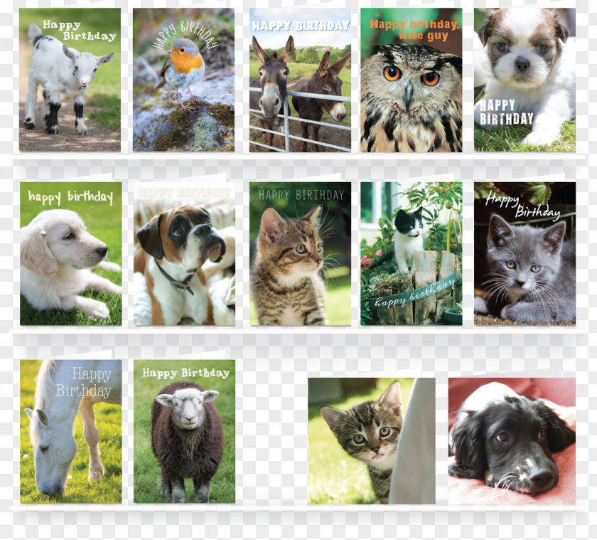 Ferret Dog Greeting & Note Cards Cat Envelope Pet PNG