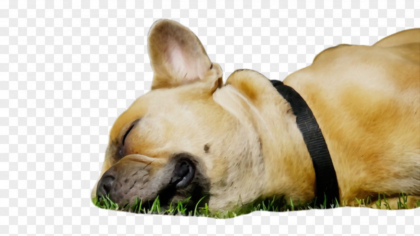 Grass Fawn French Bulldog PNG