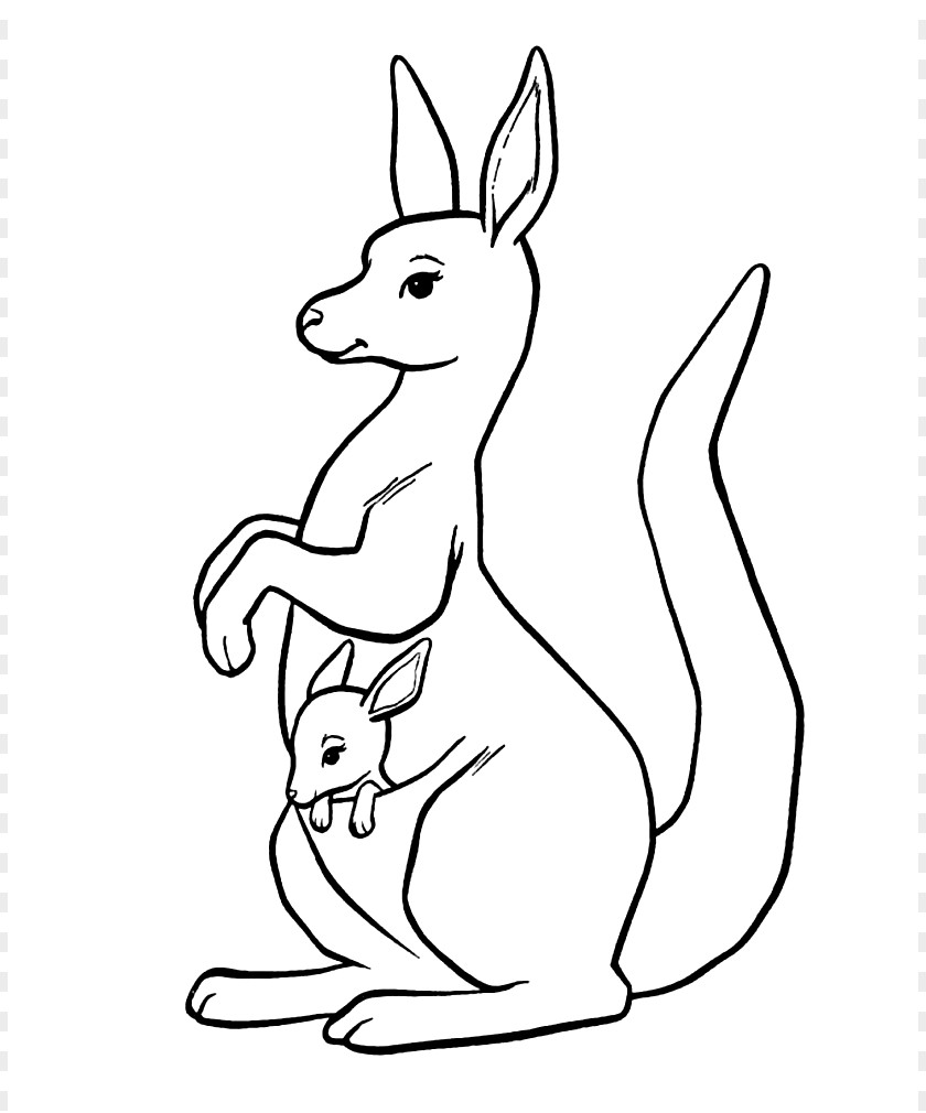 Kangaroo Tree-kangaroo Red Coloring Book Eastern Grey PNG