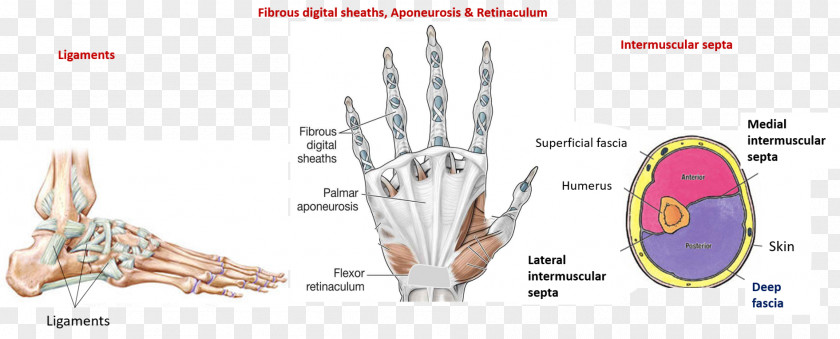 Nerve Structure Finger Line Organism PNG