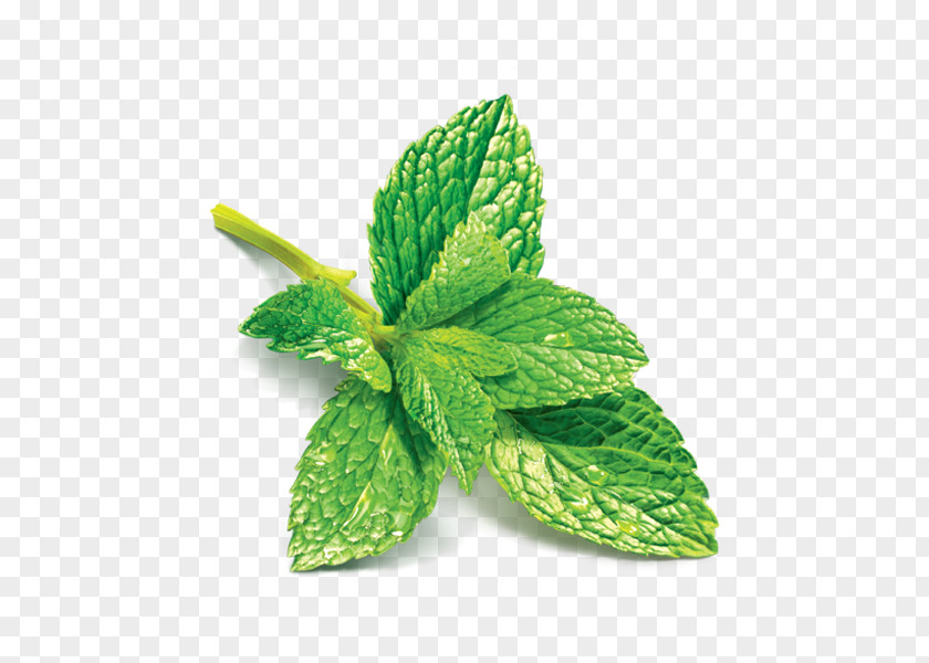 Pepermint Mint Julep Peppermint Juice Mentha Spicata Munro Campagna PNG