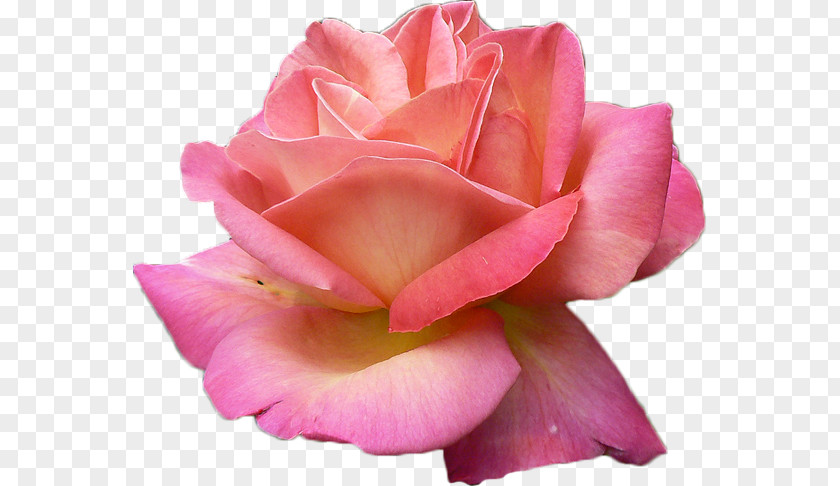 Rose Pink Flowers PNG