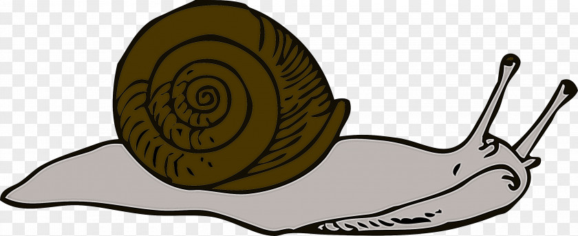 Snails And Slugs Snail Sea Lymnaeidae Slug PNG