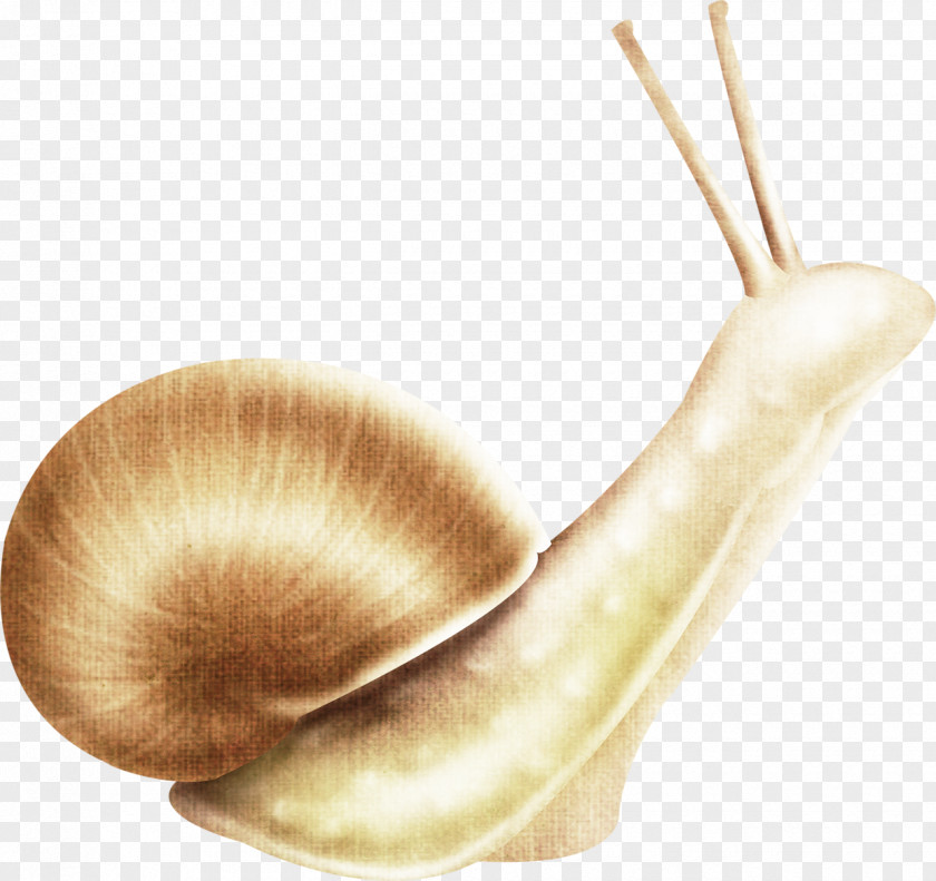 Snails Snail Slime Escargot Icon PNG