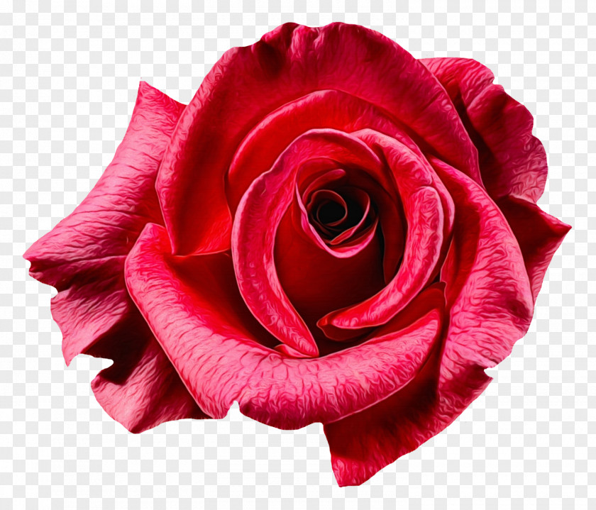 Garden Roses Flower Clip Art Image PNG
