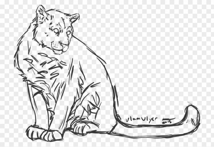 Lion Line Art Tiger Whiskers Drawing PNG