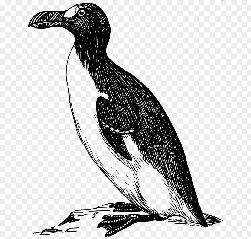 Penguin Illustration Great Auk Clip Art PNG