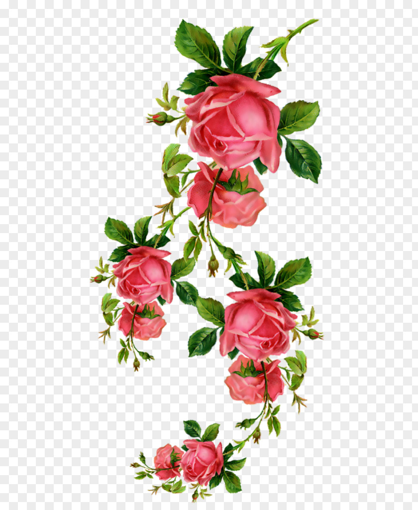 Rose Still Life: Pink Roses Clip Art Garden Image PNG