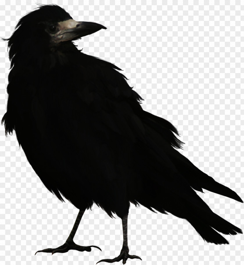 Bird Common Raven Rook Clip Art PNG