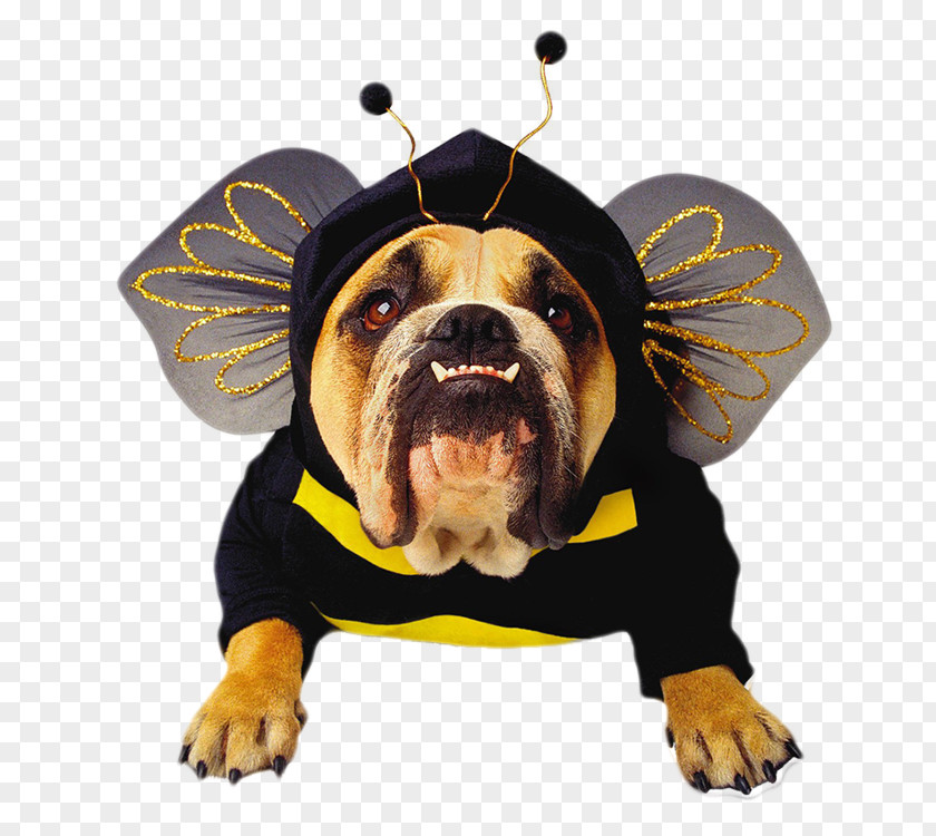 Dog Clothes Bulldog Pet Halloween Costume PNG