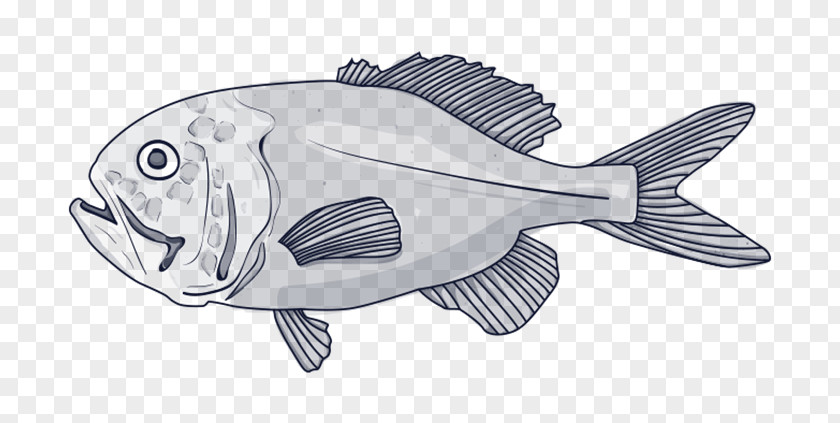 Fish Deep Sea Orange Roughy Blue Grenadier Species PNG
