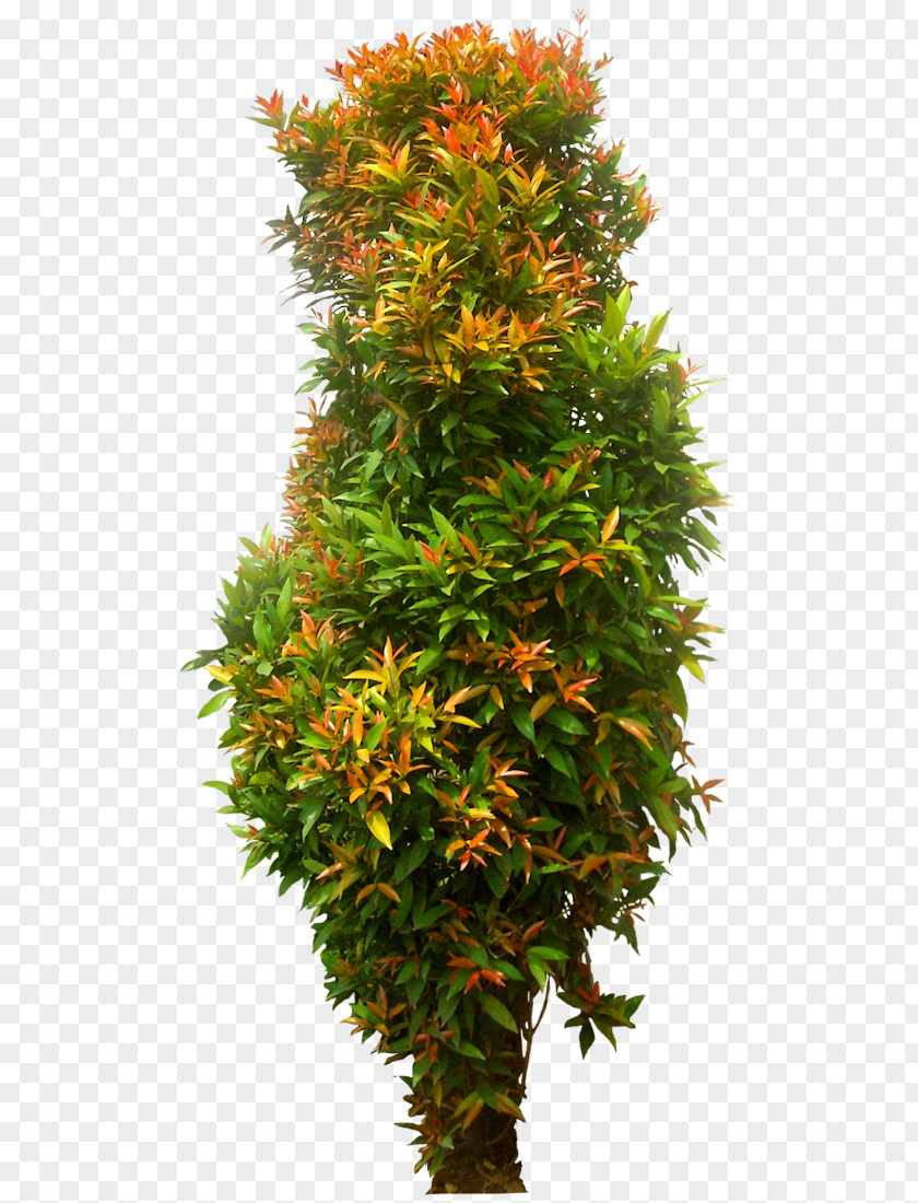 Small Tree Syzygium Paniculatum Eugenia Shrub PNG